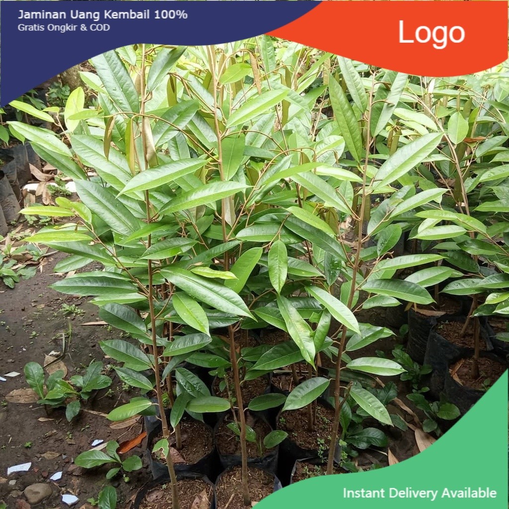 BIBIT DURIAN MUSANGKING - BIBIT DURIAN MUSANG KING - BIBIT DURIAN MUSANGKING MALAYSIA