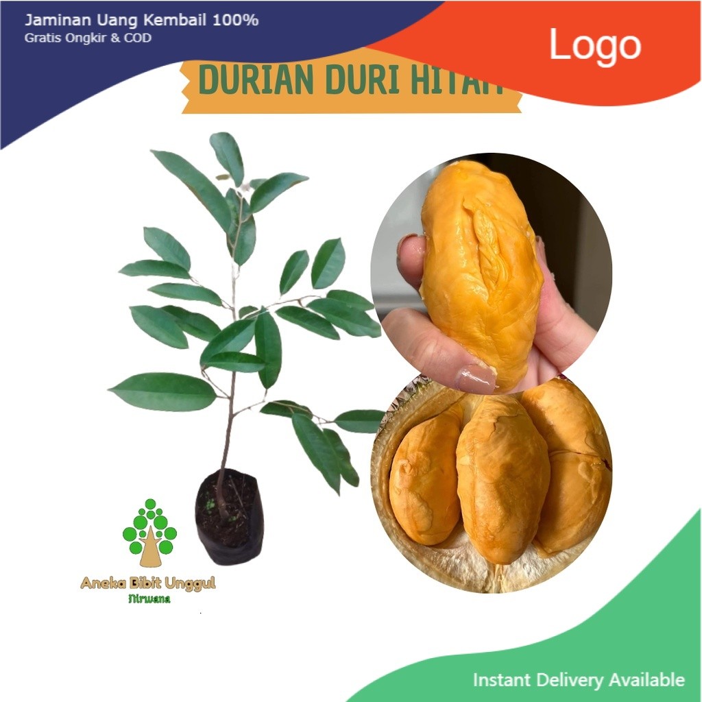 BIBIT BUAH DURIAN DURI HITAM - BIBIT DURIAN DURI HITAM - BIBIT DURIAN OCHEE - BIBIT DURIAN BLACK THR