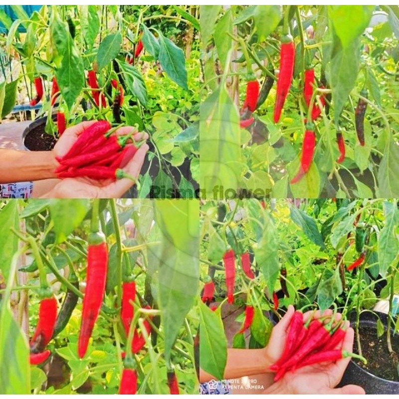 For saleTanaman pohon cabe merah besar / tanaman pohon cabai besar / pohon cabai besar superbisa (co