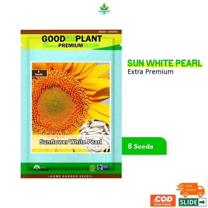 Extra Premium - 8 Biji Benih Bibit Sunflower White Pearl Kuaci Putih