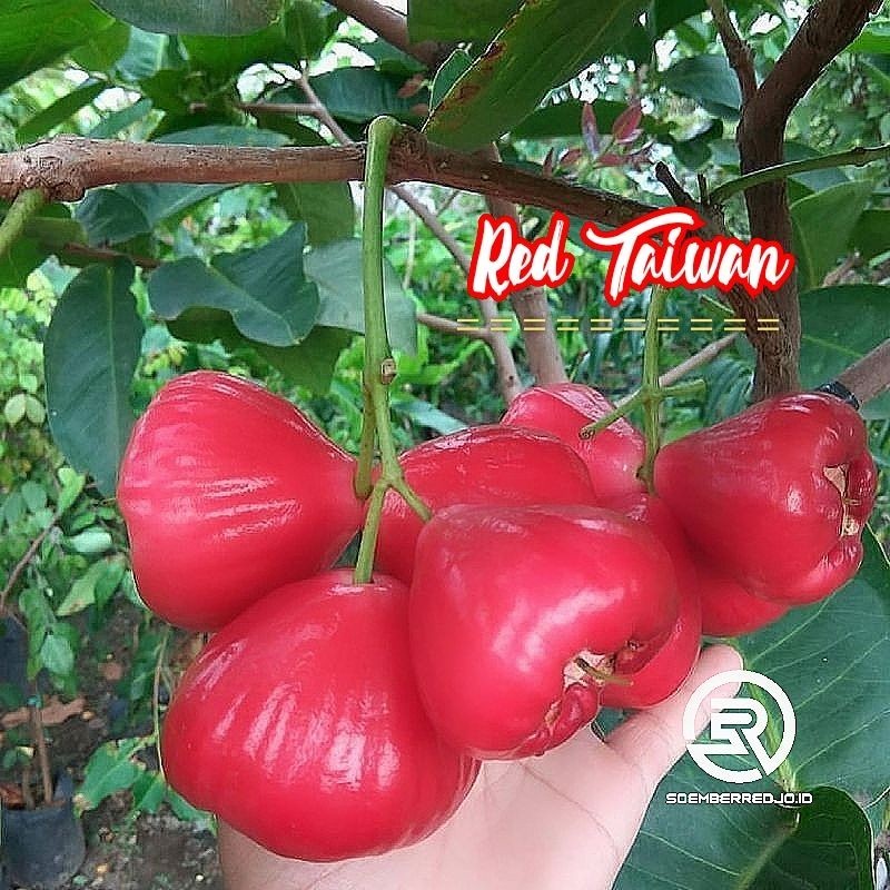 Bibit Jambu Air Red Taiwan Merah