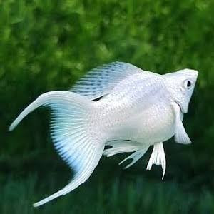 sepasang Molly platinum balon lyretail cawang murah