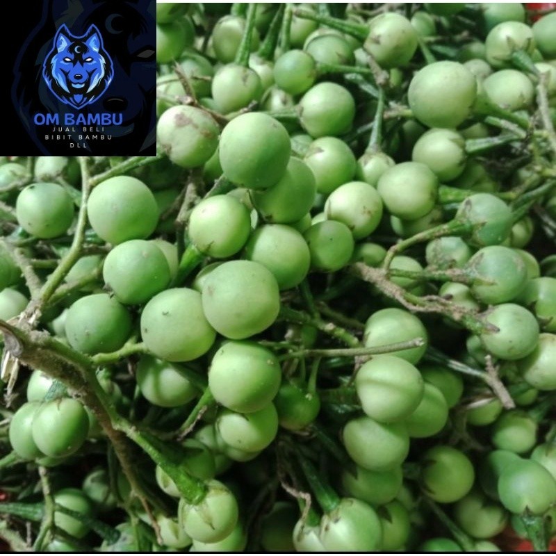 

Buah Takokak Buah Cepokak 500gram
