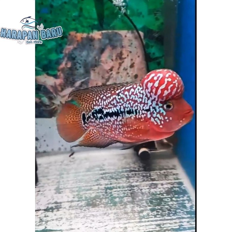Pemanis akuarium Burayak louhan f2 kamfa get 3 free 1 Bisa cod