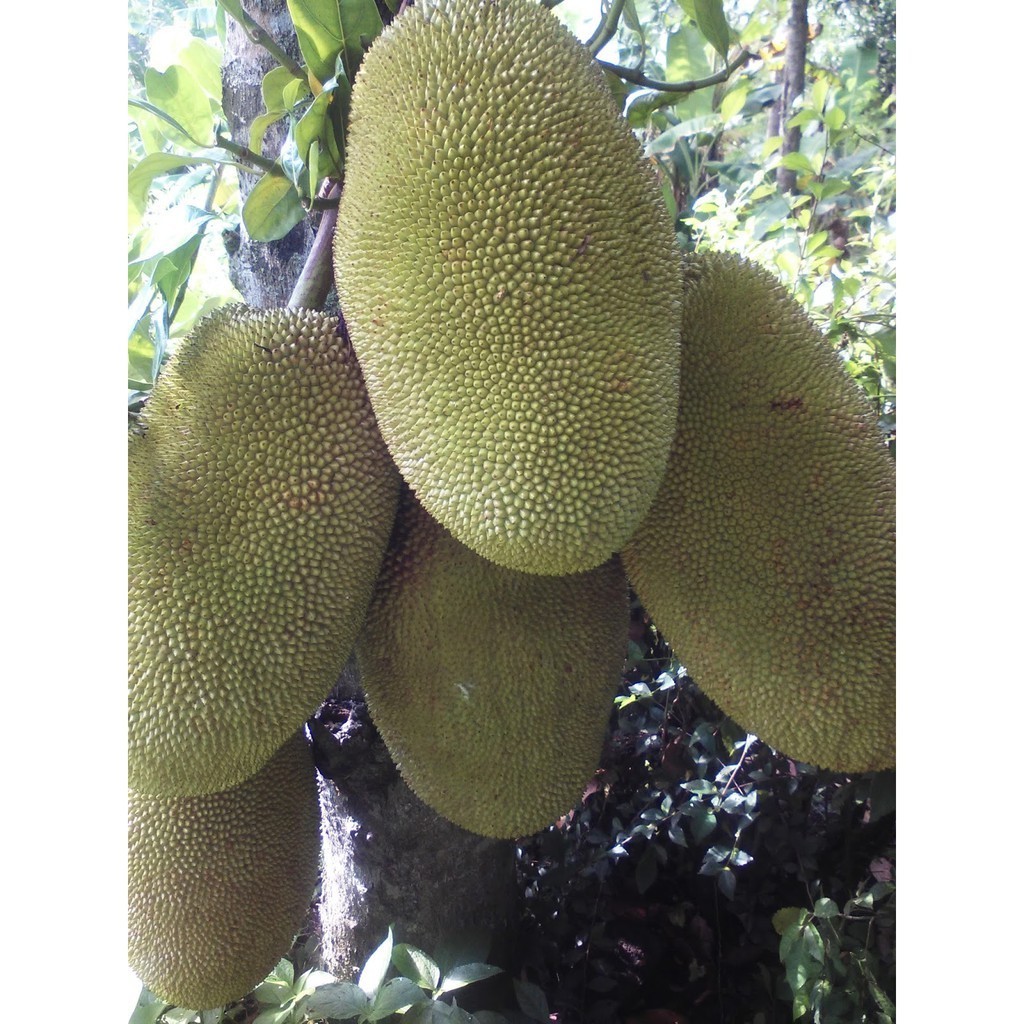 Bibit Nangka Jumbo