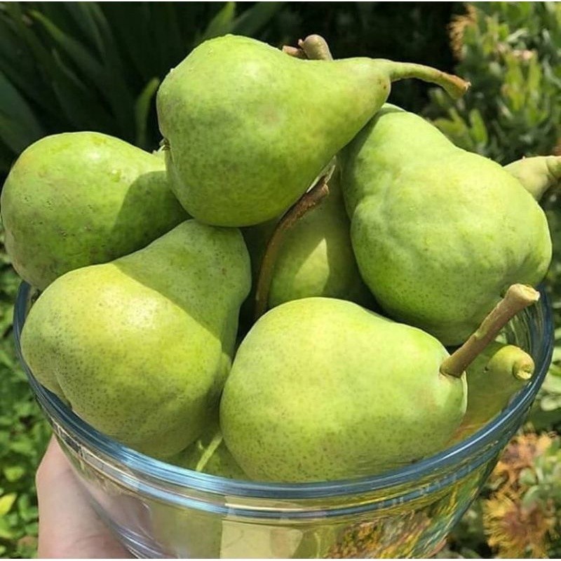 Bibit buah pir hijau cangkok