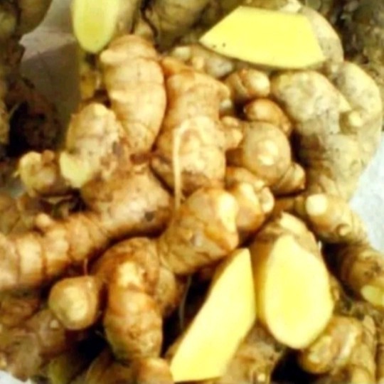 

Temu Mangga/Kunyit Mangga Fresh 1 kg rempah