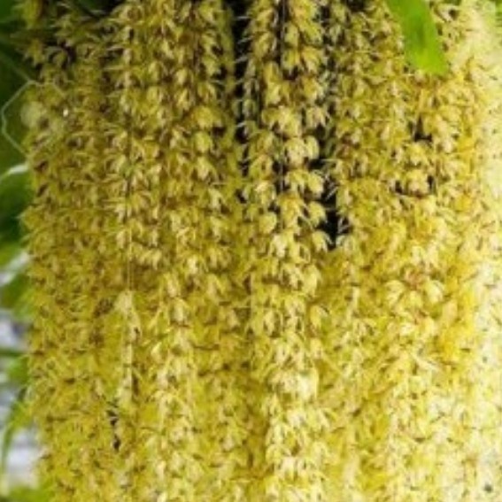 

Ready stok New Promo coelogyne rochusenii per rumpu isi 3bul