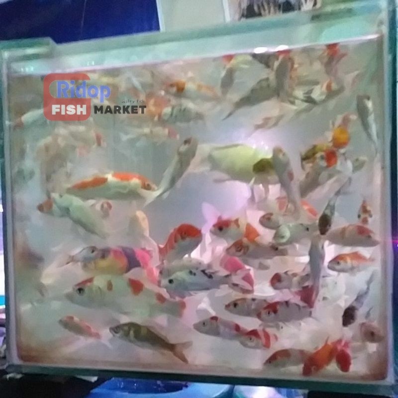 Paket 10 Ekor Bibit Ikan Koi Kohaku Hariwake Kabuto 7 - 9 cm berkualitas