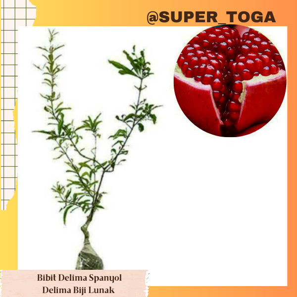 Delima Spanyol Biji Lunak bibit delima merah biji lunak bibit delima spanyol