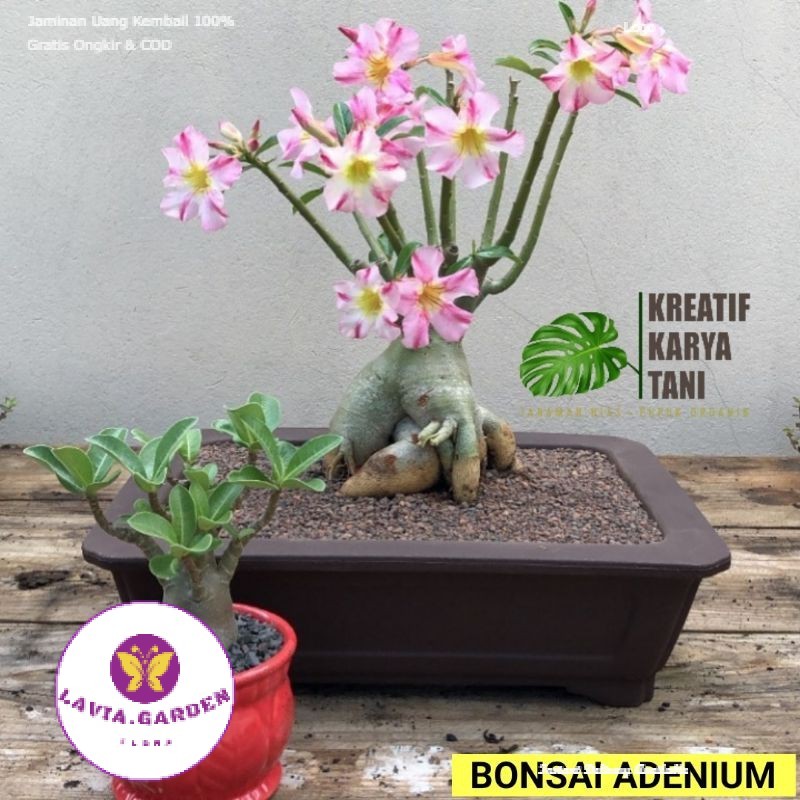 TERLARIS NO1 Bonsai adenium bonggol besar - Bonsai adenium kemboja jepang