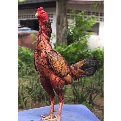 

Telur ayam bangkok shamo brazil / ayam petarung aduan siap ditetaskan