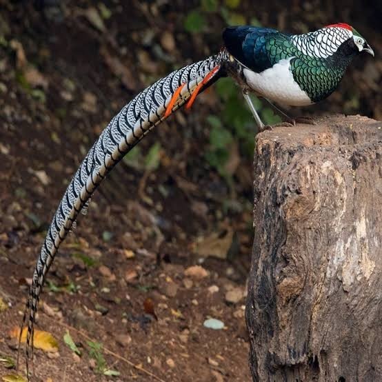 

Telur ayam hias ringneck lady amherst pheasant fertil siap ditetaskan