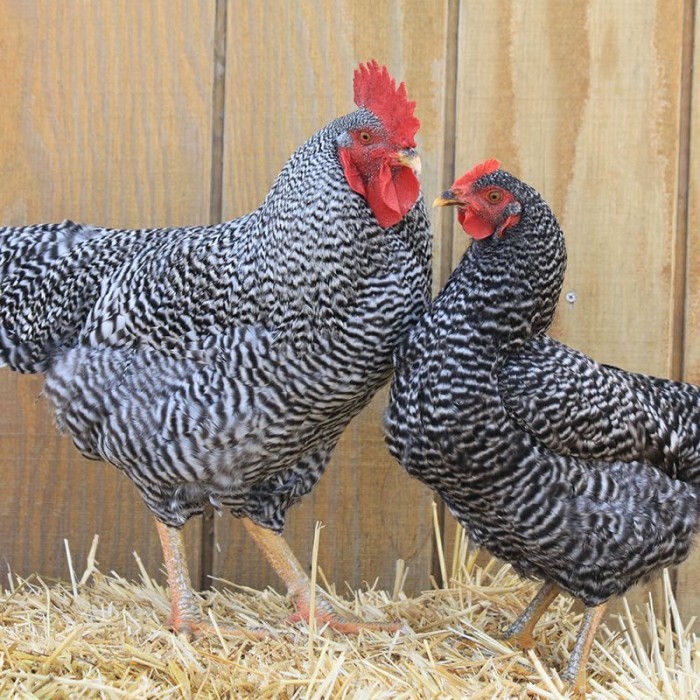 

Telur ayam hias barred rock fertil asli siap ditetaskan - barred-rock