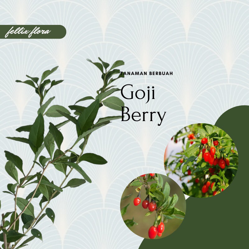 Bibit Tanaman Buah Import Goji Berry / Goji Beri
