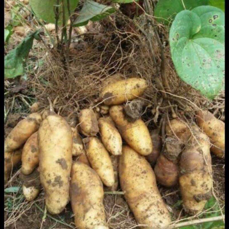 

Umbi Gembili Segar 1kg - Ubi Tradisional Berkualitas Tinggi