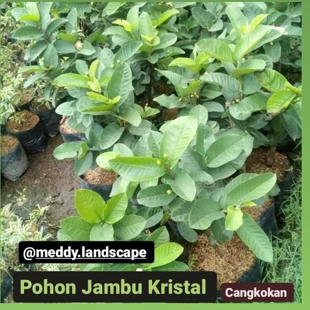 Pohon jambu kristal cangkokan murah-POHON BUAH