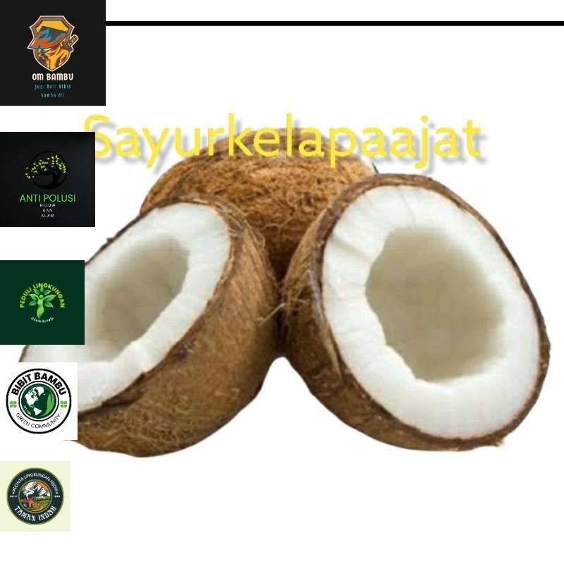 

kelapa Tua dan muda/di parud dan utuh