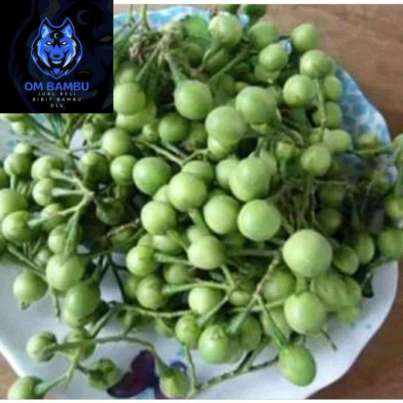 

Buah Takokak, Tekokak Atau Terung Pipit 500 gram Buah Cepokak atau Takokak / Terong Pokak pipit / buah rimbang / Terung Mini