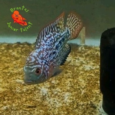 Kebutuhan akuarium Big Update (SEMI 5/6cm) Progres Louhan Lohan Kamfa F2 Thailand Gen Jenong