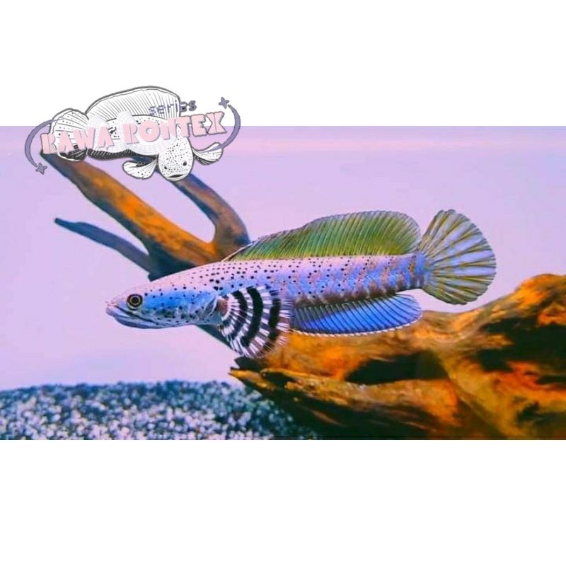 Bisa cod hiyasan akuarium gread A Blue pulchra 10-12 cm full blackdot yellow spot Mental barr Barr S