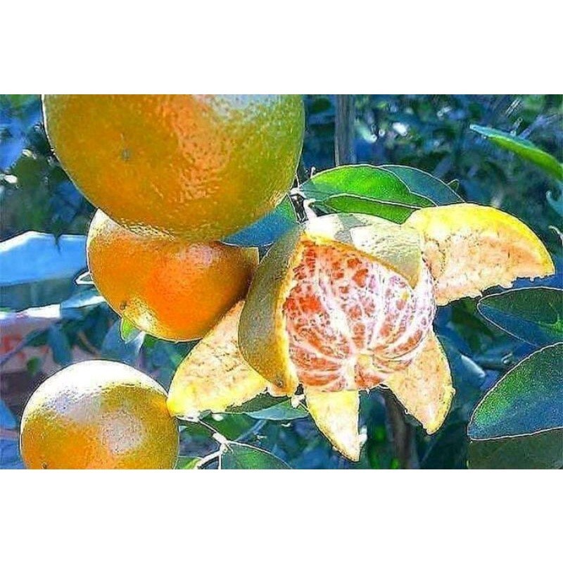 bibit jeruk keprok madu