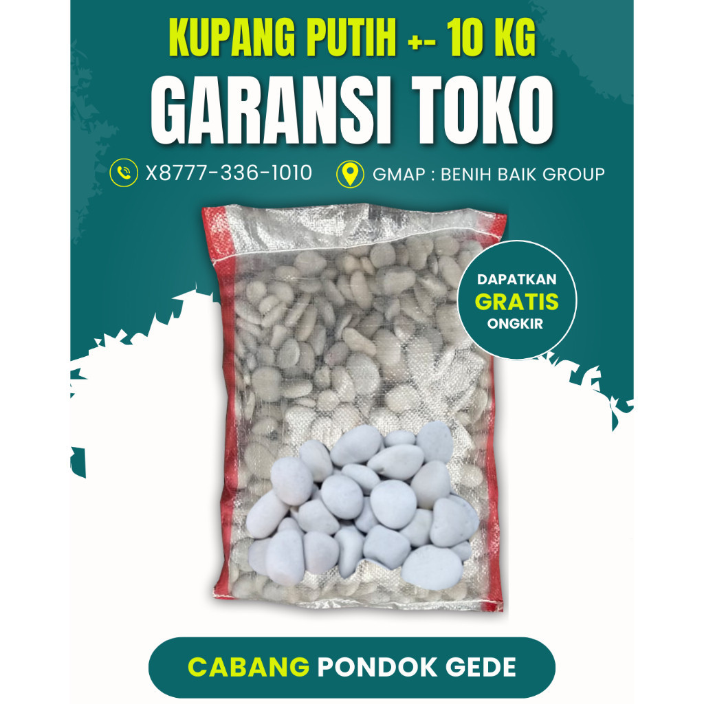 RB1 +- 10 Kg Batu Coral Kupang Putih ( Sebesar Koin 500an /10 kg) Koral Krikil KEcil & Besar Karung