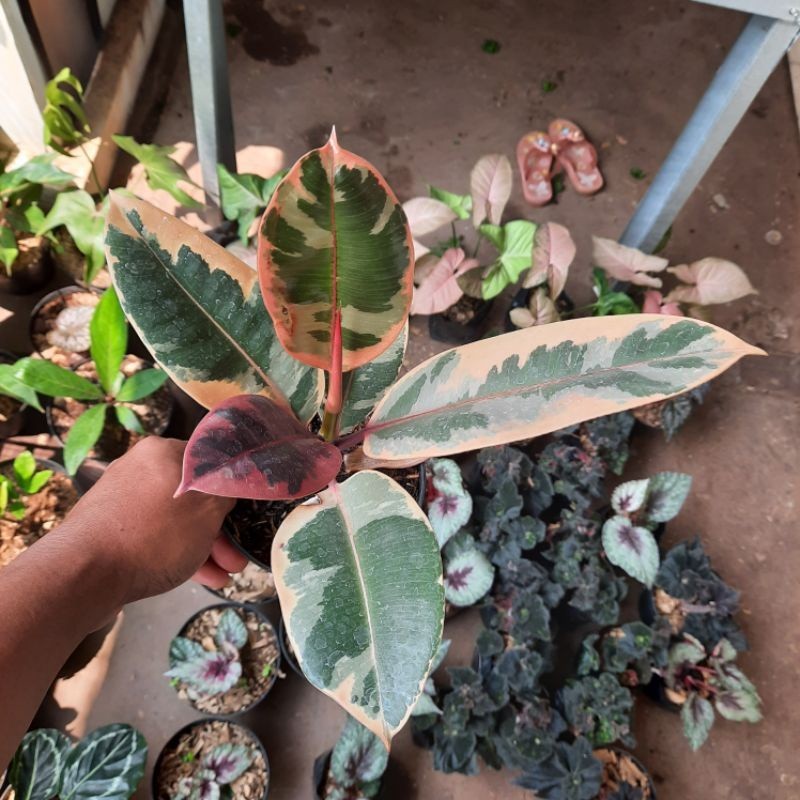 ficus ruby karet kebo varigata merah ficus elastica ruby