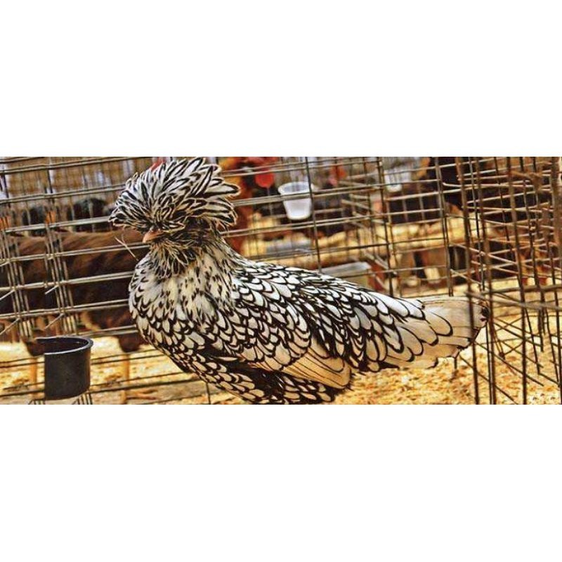 

TELUR AYAM HIAS SILVER LACED POLISH DAN GOLD LACED / POLAND BATIK UNTUK DI TETASKAN