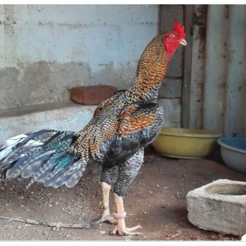 

TELUR AYAM HIAS PEDAGING URABA 2 UNTUK DI TETASKAN