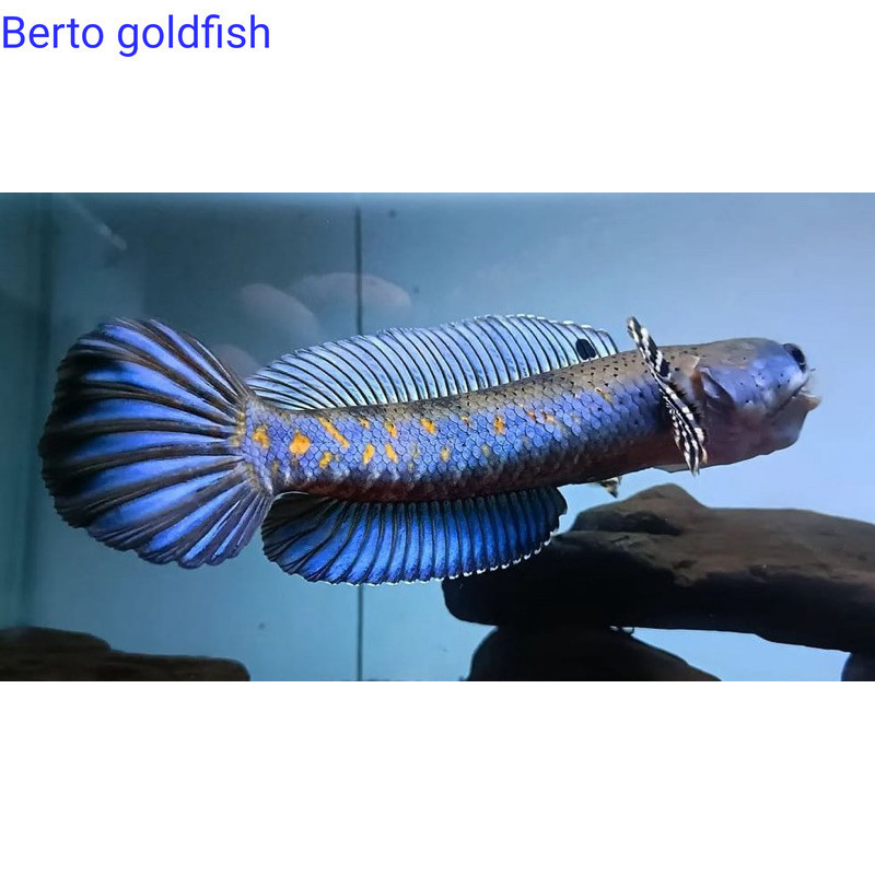 promo gacor Hiyasan akuarium Blue Pulchra  Full dot Bergaransi