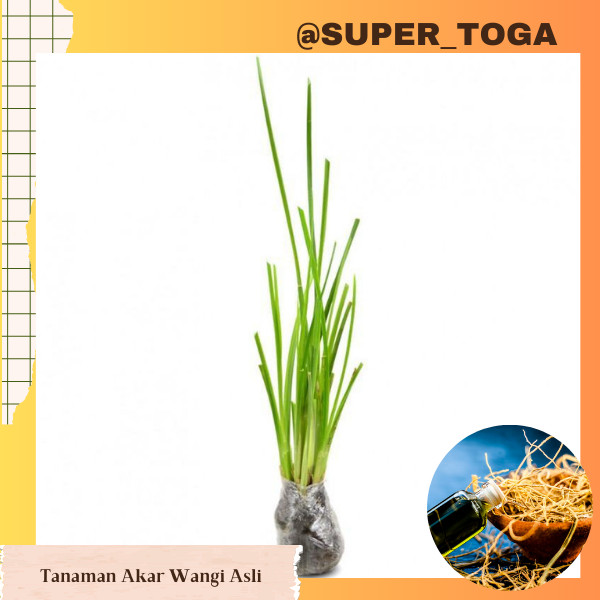 Tanaman Herbal Akar Wangi bibit akar wangi tanaman akar wangi pohon akar wangi
