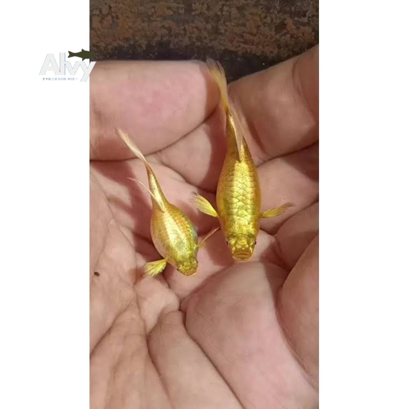 Aksesoris PROMO  guppy gold rieal siap breed gupy sepasang gupi pair bergaransi