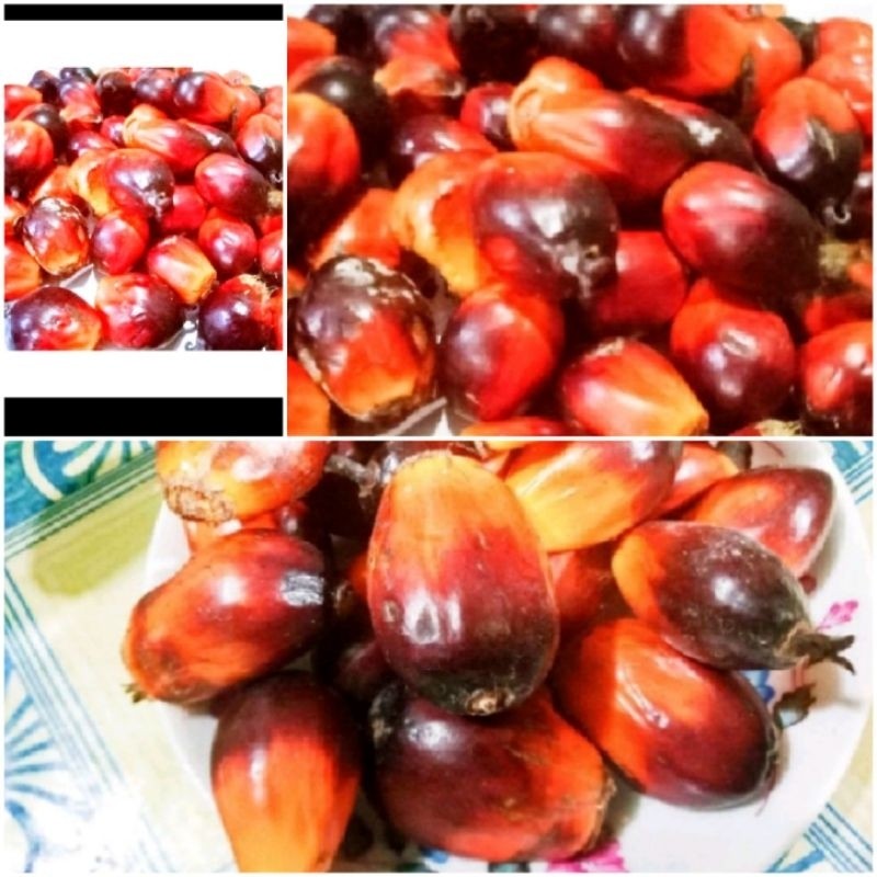 

Buah sawit sgar 500 gr umpan pancing