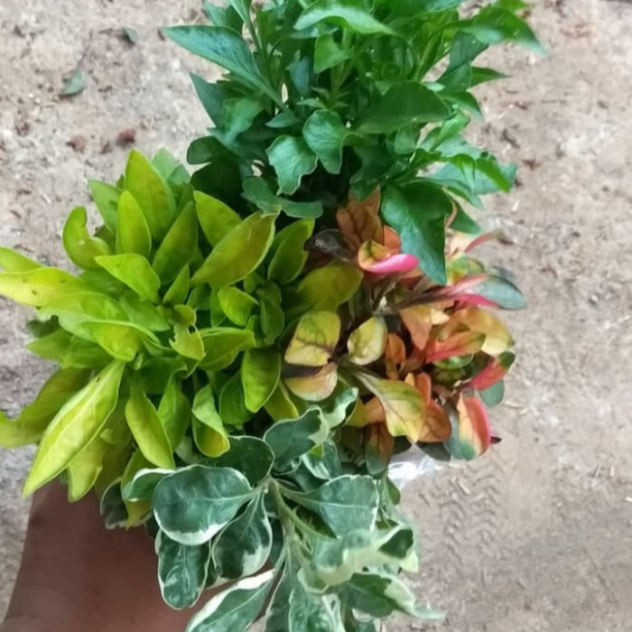 Tanaman hias sepaket 4 jenis krokot varigata, kuning, hijau dan merah