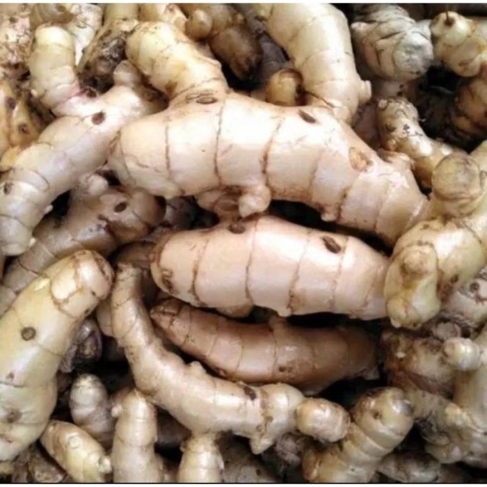 

temu putih fresh 1kg /kunyit putih segar herbal alam