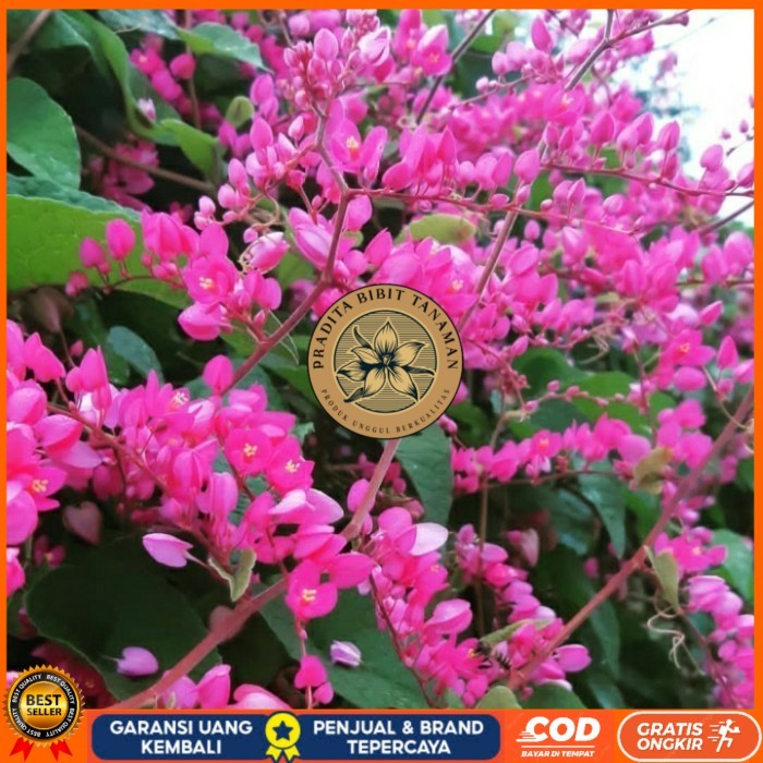 Bibit Air Mata Pengantin/ Tanaman Bunga Air Mata Pengantin Bibit Tanaman Super Unggul PRADITA BIBIT 