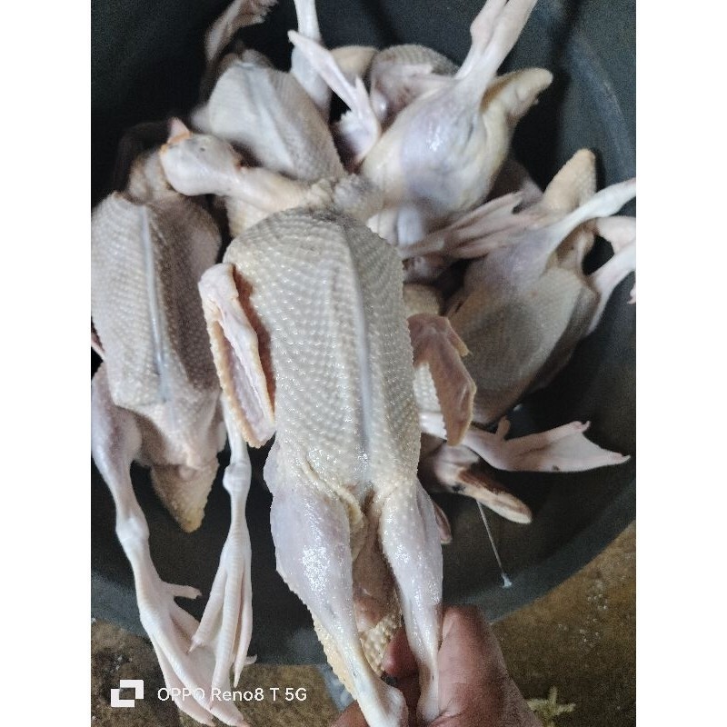 

bebek entok besar 1 ekor