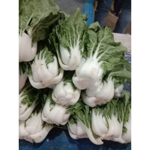 

TERMURAH Sayur Popeye Besar Segar / Sawi Popay / Sui Choy Segar 500gr - 1kg | Sayur online - BEST Fresh Food