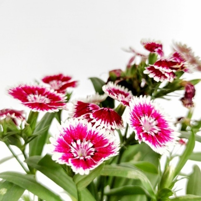 Chinese Pink - Tanaman Hias Bunga Taman Tahan Panas