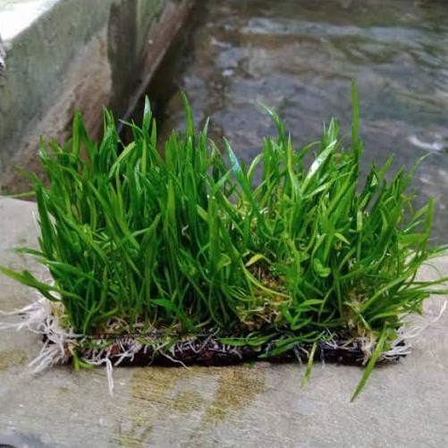 Liliopsis Lempeng Pakis / Tanaman Karpet Aquascape