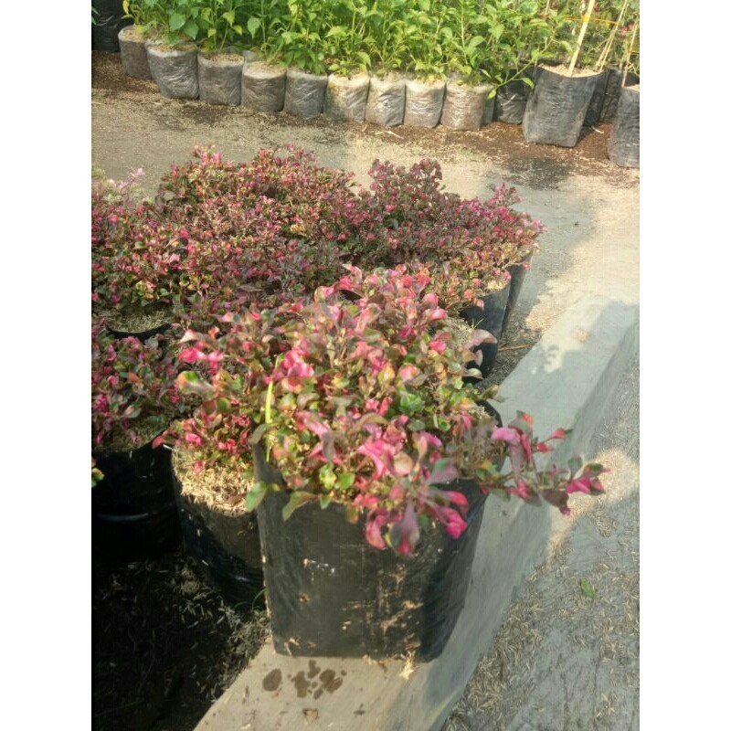 Tanaman Krokot Merah (krokot mawar)