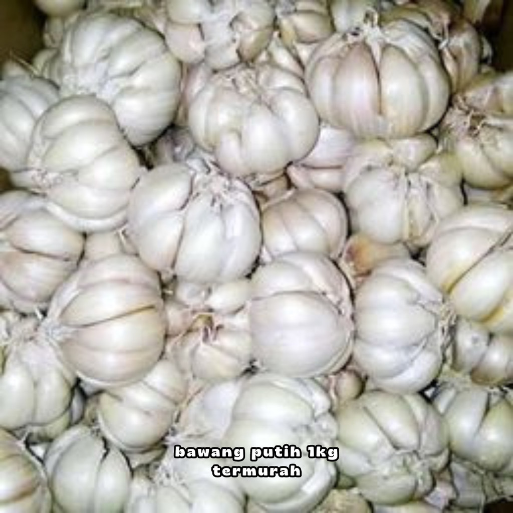 

bawang putih kating 1kg bawang putih kating bawang putih 1 kg bawang putih 250 gram
