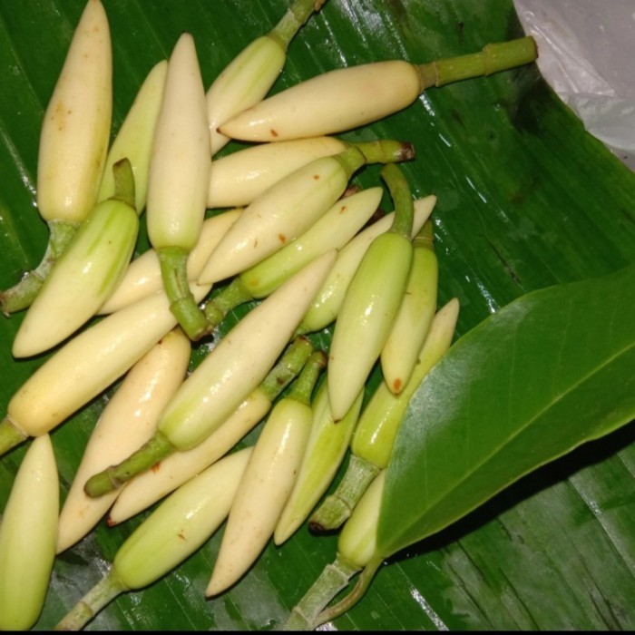 BUNGA KANTIL KUNCUP PUTIH 4 PCS KEMBANG CEMPAKA SEGAR MURAH
