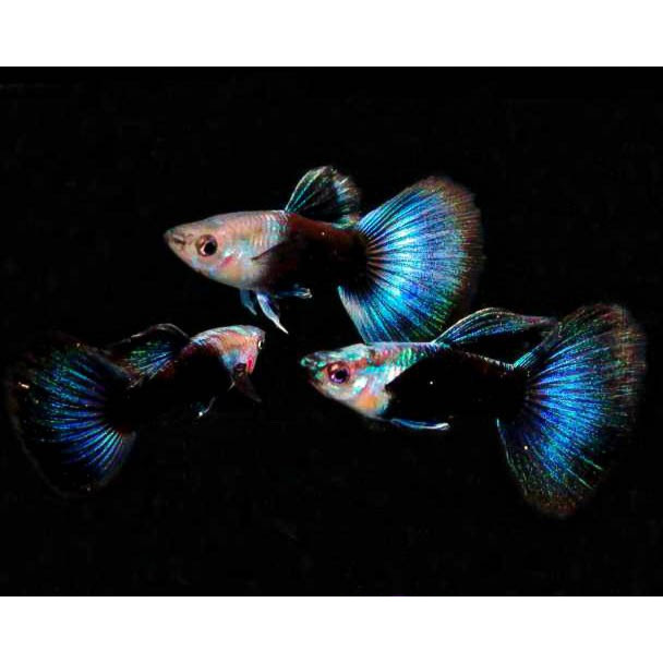 Guppy HB Blue / Half Black Blue / Ikan Hias Air Tawar Aquascape