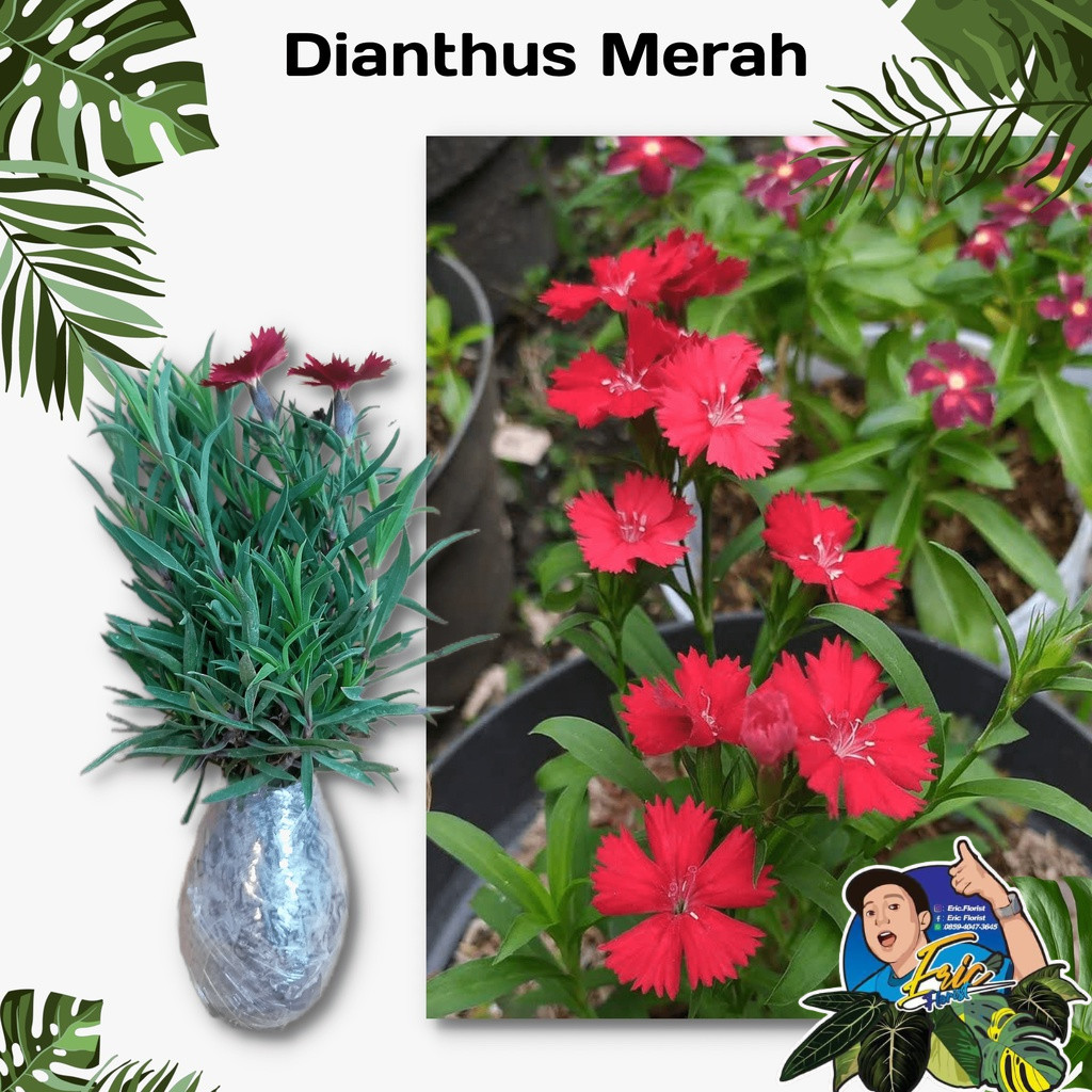 Tanaman Bunga Dianthus Merah / Anyelir Merah (Berbunga) - Tanaman Hias Bunga Dianthus - Bibit Tanama