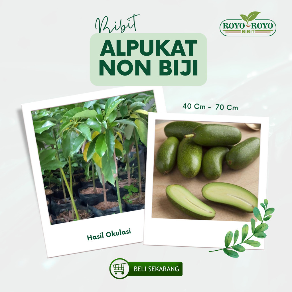 Bibit Alpukat non Biji seedless alpukat tanpa biji