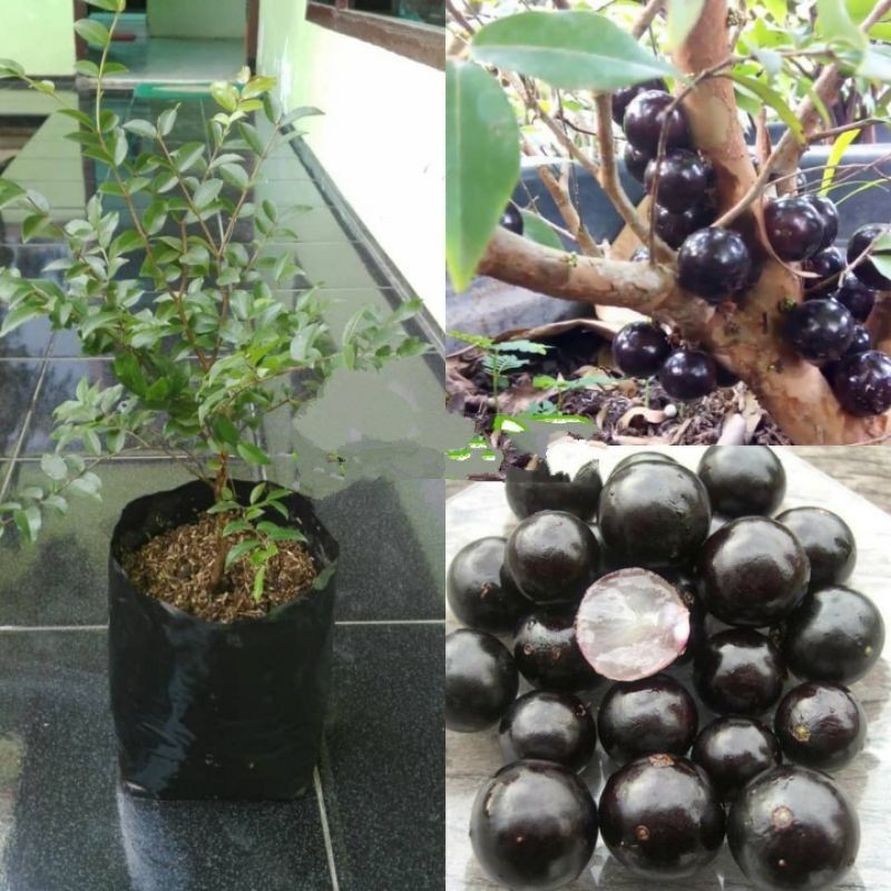 Bibit anggur brazil PRECO stek // rimbun//istimewa