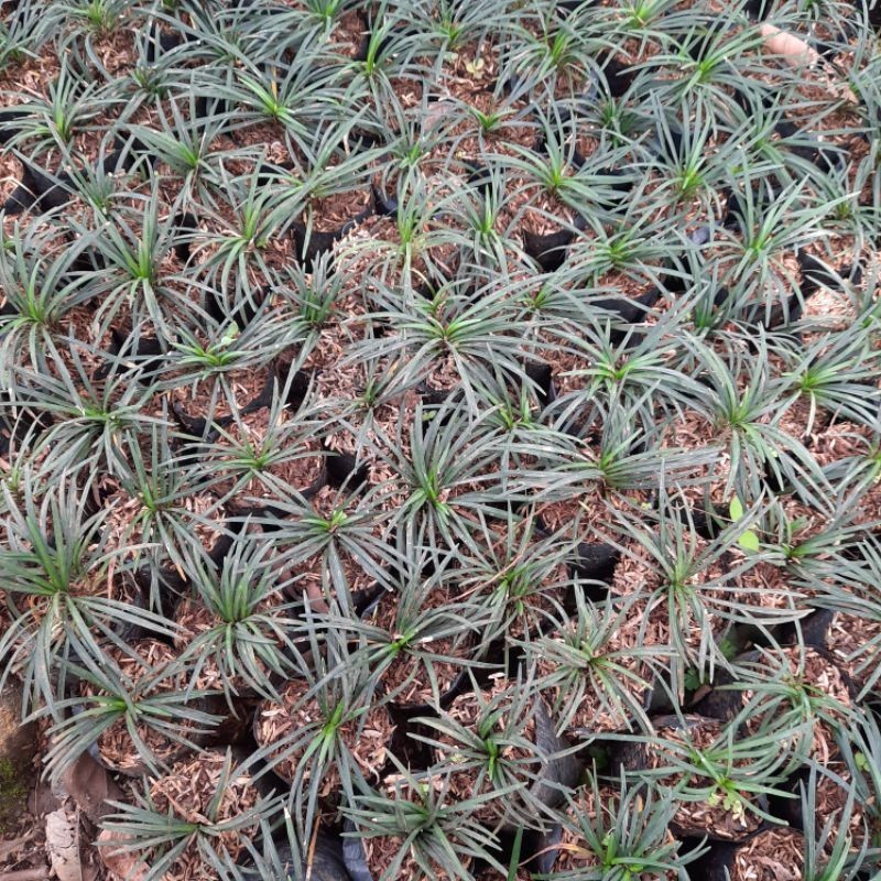 Tanaman kucai mini - pohon kucai mini - tanaman pengganti rumput