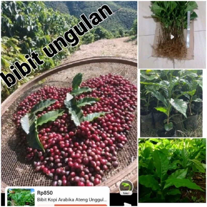 Bibit kopi arabika bibit unggul super